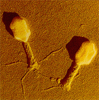 bacteriofag