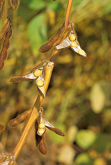 220px-Soybean.USDA
